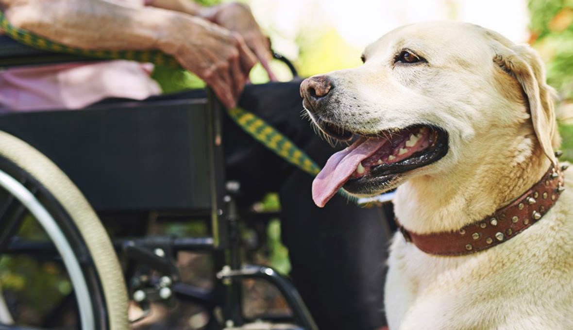 Man sitting i a wheel chair with a dog